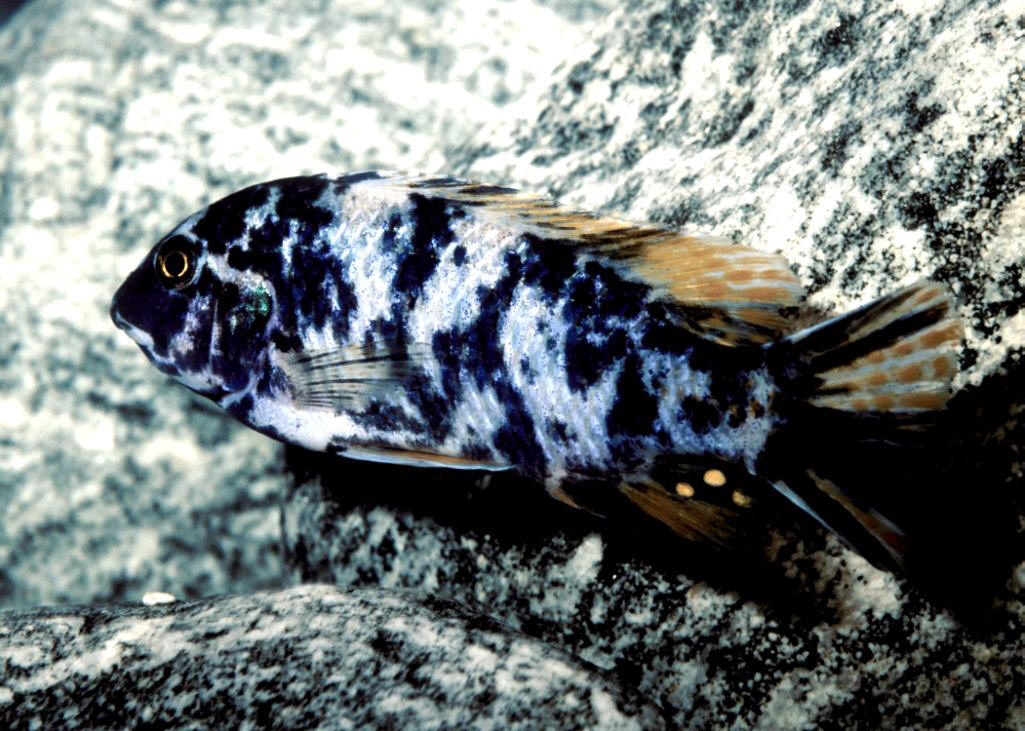 Labeotropheus fuelleborni